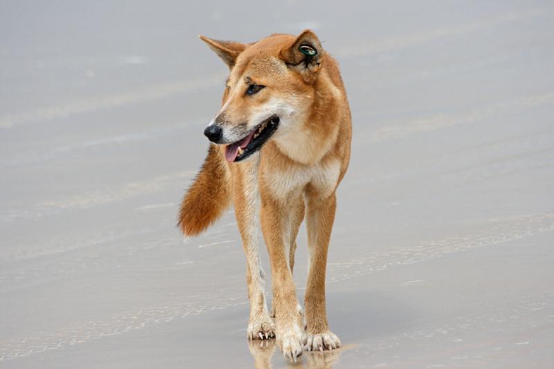 2007 05 15 Fraser Island 105_DXO.jpg